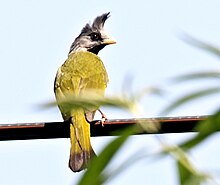 Doi Ang Khang Mountain - Thailand Crested Finchbill.jpg