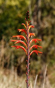 Crocosmia × crocosmiiflora Inflorescence