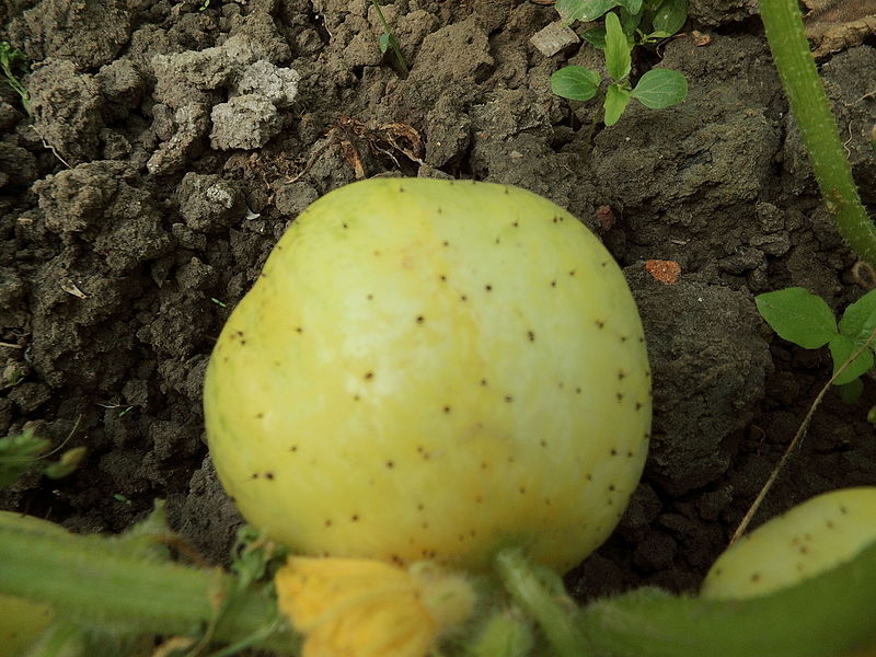 File:Cucumis sativus var. maliforme R.H (38).JPG