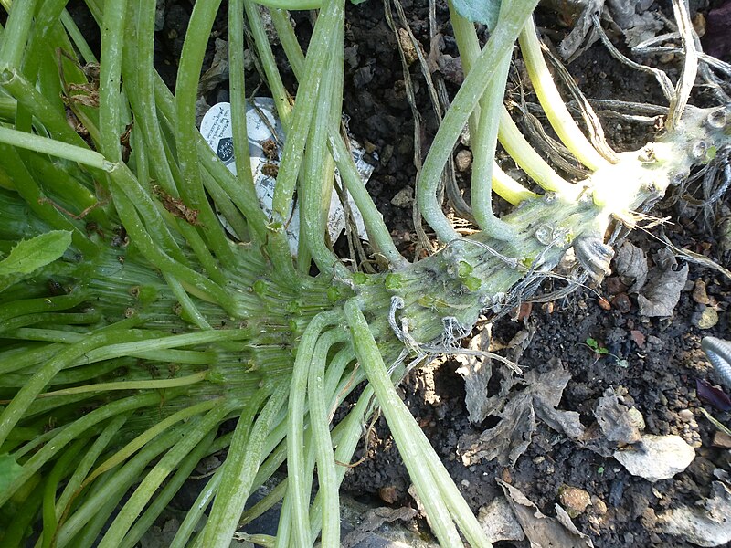 File:Cucurbita pepo fasciation 04.JPG