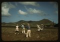 Cultivating sugar cane of the Virgin Islands Company land, vicinity of Bethlehem, St. Croix LCCN2017877852.tif
