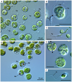 A cultured chlorarachniophyte, Lotharella globosa LEX01 strain Culture Strains of a Chlorarachniophyte, Lotharella globosa.png