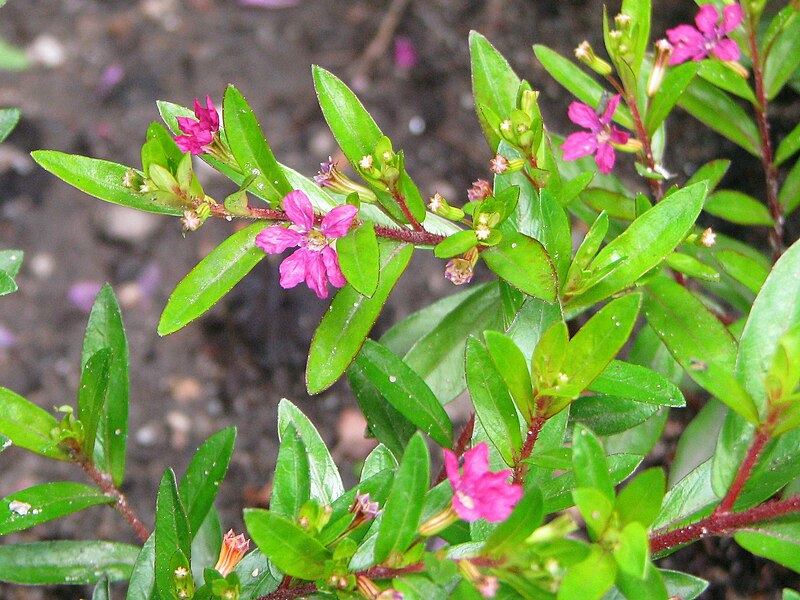 File:Cuphea hyssopifolia 2009-07-20 02.jpg