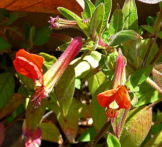 <i>Cuphea</i> Genus of flowering plants in the family Lythraceae