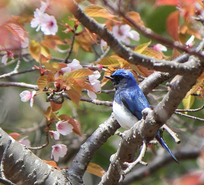 File:Cyanoptila cyanomelana and sakura.JPG