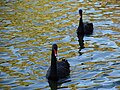 Cygnus atratus Cisnes negros