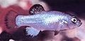 ciprinodonte del buco del Diavolo (Devils Hole pupfish)
