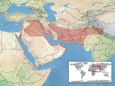 Cyrtopodion scabrum distribution.png