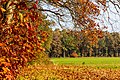 * Nomination Autumn leaves on the edge of the field in the Börnste hamlet, Kirchspiel, Dülmen, North Rhine-Westphalia, Germany --XRay 04:35, 15 January 2021 (UTC) * Promotion  Support Good quality -- Johann Jaritz 04:45, 15 January 2021 (UTC)