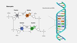 DNA base-pair diagram.jpg