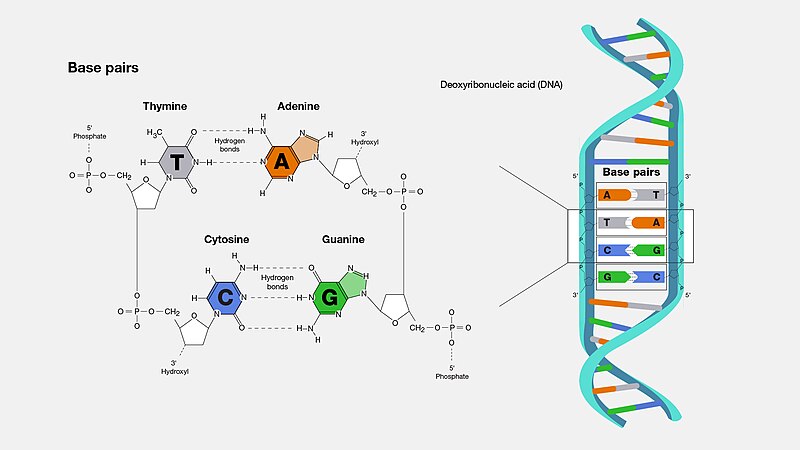 File:DNA base-pair diagram.jpg