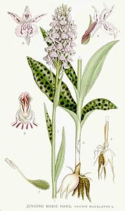 plate 399 Dactylorhiza maculata