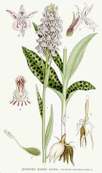 File:Dactylorhiza maculata Nordens Flora 399.jpg