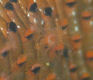 Watersiporidae Family of moss animals