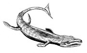 Dakosaurus