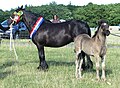 Vranje črna kobila s svetlejšim žrebetom, ki bo z leti pridobilo značilno vranjo barvo svoje pasme.