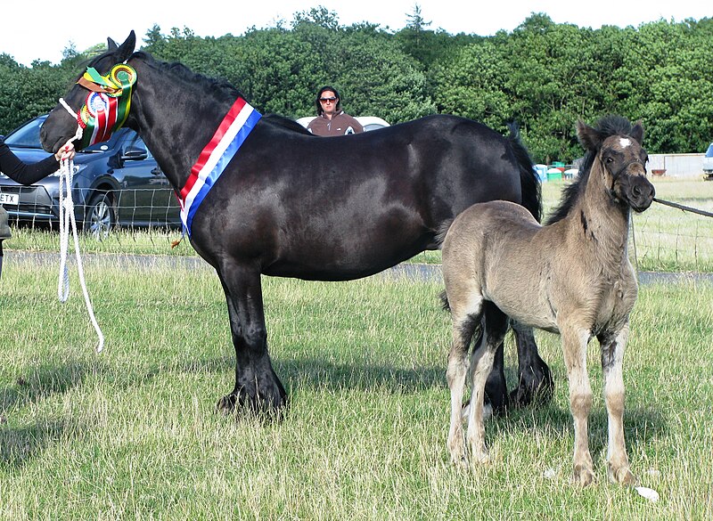 File:Dales Pony Mare & Foal at the Dales Pony Society Breed Show.jpg