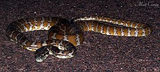 Darwin Carpet Python (Morelia spilota variegata) (8692398324).jpg