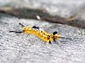 File:Leptocneria reducta caterpillar (White Cedar Moth).jpg - Wikipedia