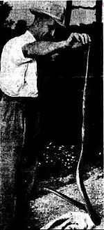 David Fleay ile bir Pseudechis australis (1954)