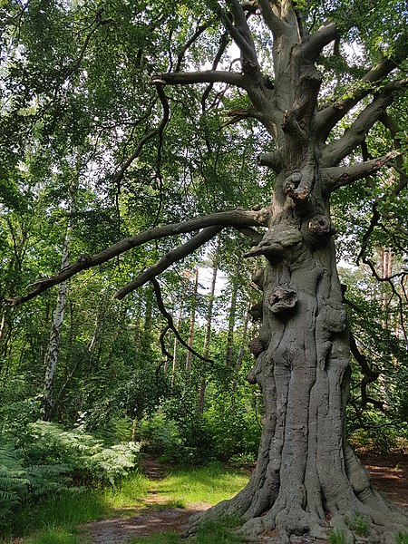 File:De leyen bilthoven - 1.jpg