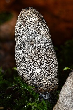 Dead Man's Fingers (Xylaria polymorpha)