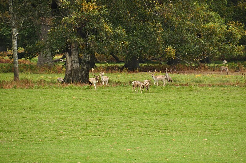 File:Deer at Powderham Castle (7736).jpg