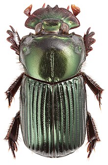 Dendropaemon denticollis (35248576410).jpg