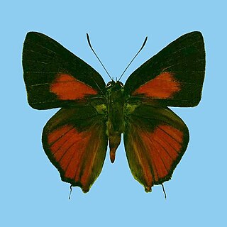 <i>Deudorix philippinensis</i> Species of butterfly