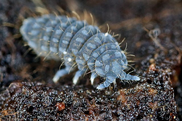 Deutonura monticola (Poduromorpha)