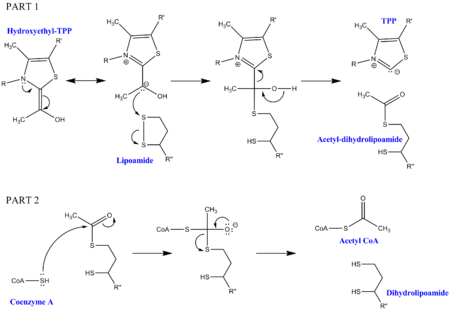 Dihydrolipoyl transacetylase mechanism Dihydrolipoyl transacetylase mechanism.png