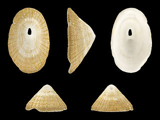 <i>Diodora cayenensis</i> Species of gastropod