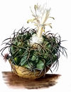 Discocactus bahiensis - The Cactaceae.jpg