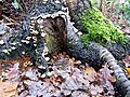 * Nomination Fungi and mosses thrive on a dead birch trunk. in the Famberhorst.--Famberhorst 07:14, 2 February 2013 (UTC) * Decline Sorry, but this is far from QI, blurry, CA, too "cold", noisy. Probably you took it without tripod (no way with a shutter speed of 1/4) --Poco a poco 14:19, 2 February 2013 (UTC) *Photo was taken on a tripod on February 1, 2013 9:37 f / 6,4.--Famberhorst 16:10, 2 February 2013 (UTC)