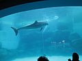 Delfines en el acuario público del puerto de Nagoya 1.jpg