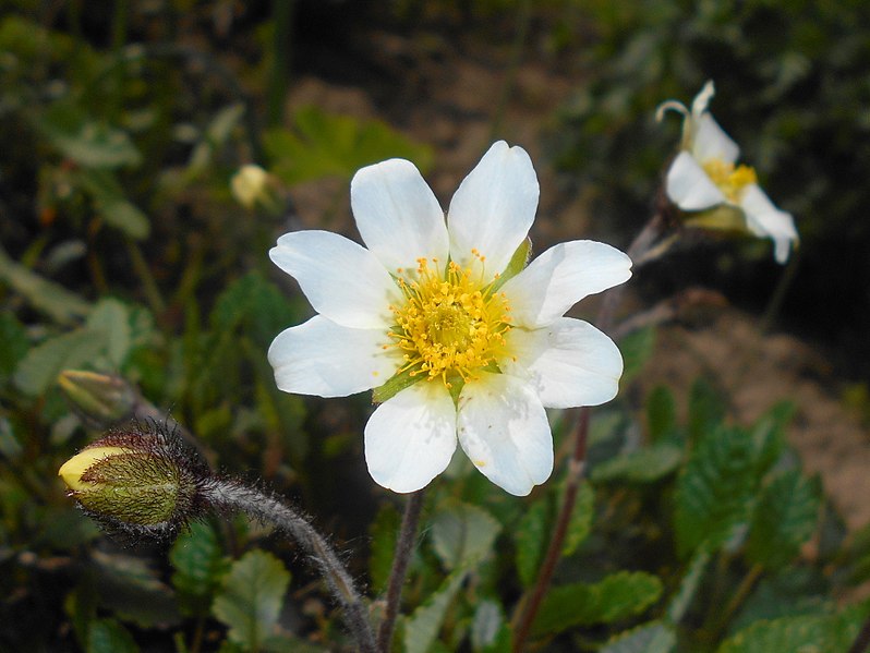 File:Dryas octopetala 2016-05-09 9907.jpg