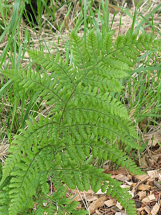 <i>Dryopteris dilatata</i> Species of fern