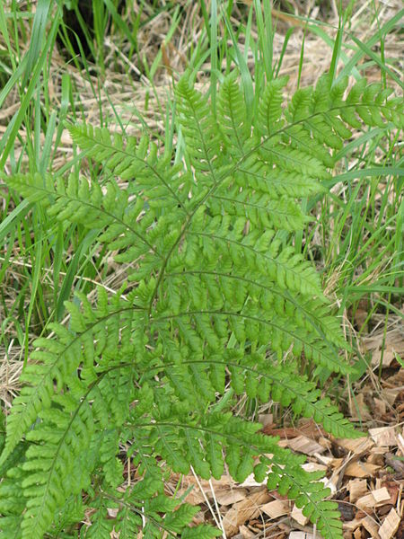 File:Dryopteris dilatata im weissen moor2.jpg