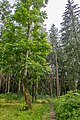 English: Republican natural monument "Dubrava Ščomyslickaja" (Oak grove of Ščomyslica). Minsk district, Belarus Беларуская: Помнік прыроды рэспубліканскага значэння «Дубрава Шчомысліцкая». Мінскі раён, Беларусь Русский: Памятник природы республиканского значения «Дубрава Щомыслицкая». Минск, Беларусь