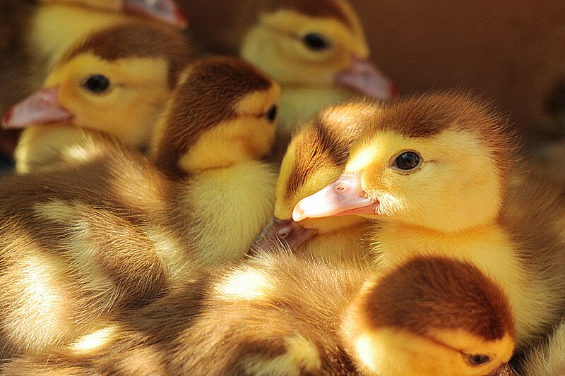 File:Duckling chicks (Unsplash).jpg