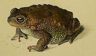 <i>Duttaphrynus valhallae</i> Species of amphibian