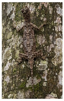 Southern flying lizard, at Pandalur, The Nilgiris, Tamil Nadu E190967-4.jpg