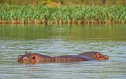 ET Amhara asv2018-02 img068 Lake Tana at Bahir Dar