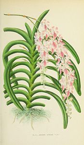 plate 2 Aerides affinis Aerides multiflora