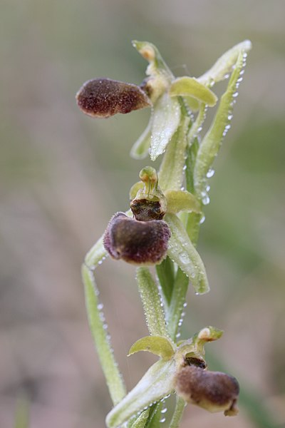 File:Early Spider Orchid - Ophrys sphegodes (13903416001).jpg