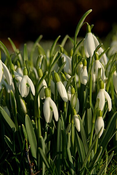 File:Early Spring in the Garden (16545915202).jpg