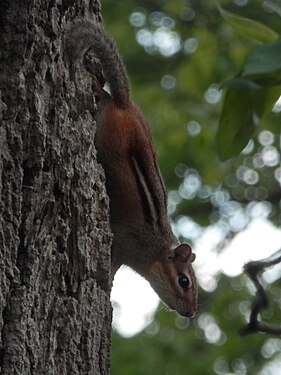 Eastern Chipmunk (Tamias striatus)