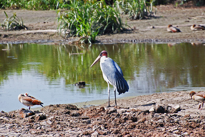 File:Eastern Serengeti 2012 06 01 3290 (7522730470).jpg