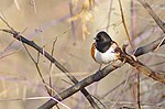 Thumbnail for File:Eastern Towhee (13913071354).jpg