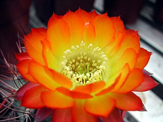 <i>Acanthocalycium thionanthum <span style="font-style:normal;">subsp.</span> glaucum</i> Species of cactus